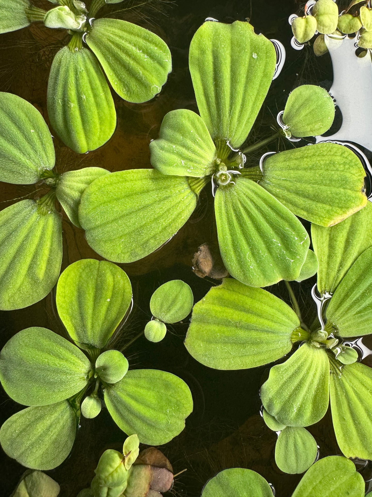 Water Lettuce Floating Plant 3 Pack