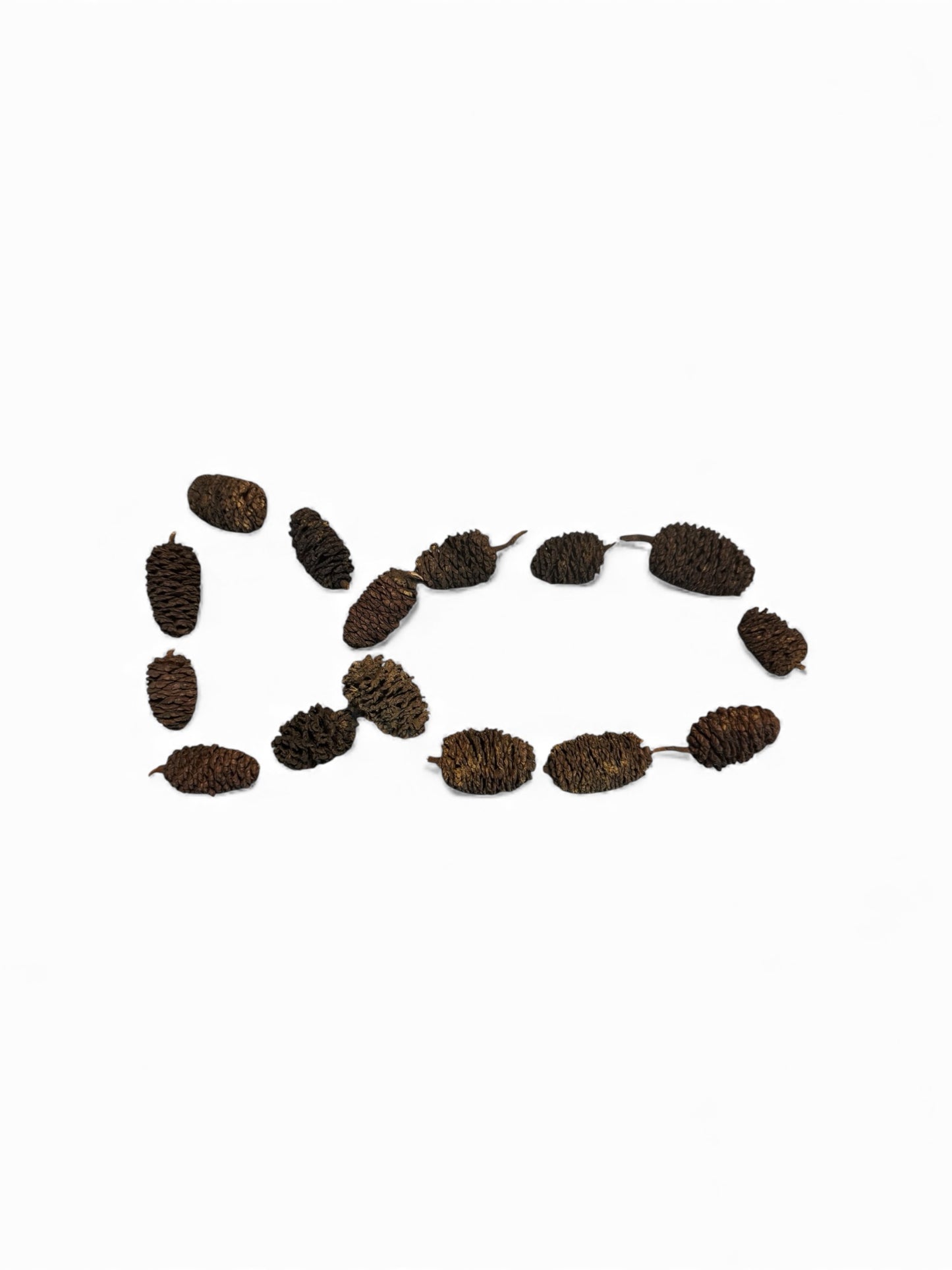 Alder Cones 25 Pack