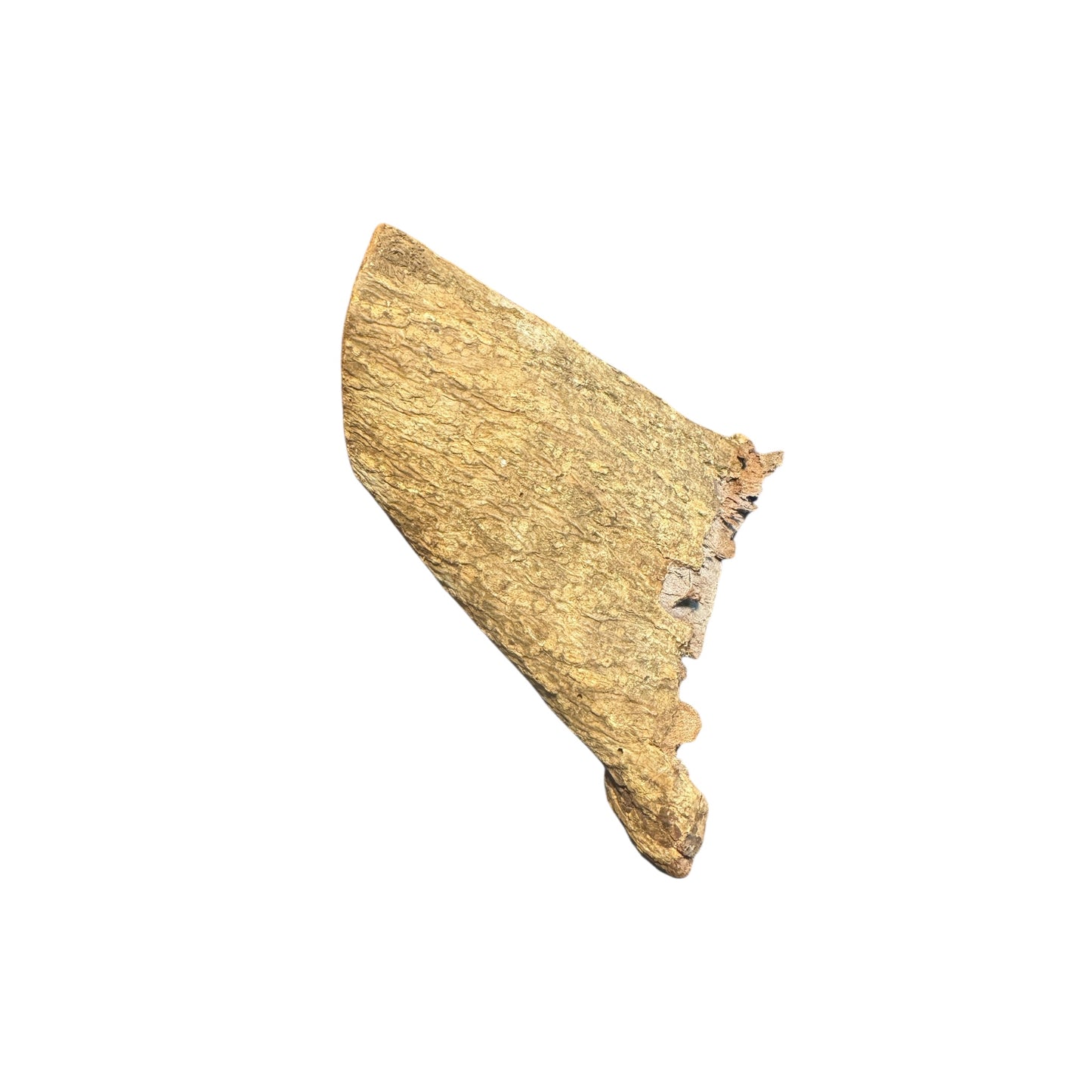 Betta Botanical Bundle – Natural Botanicals for Betta Aquariums