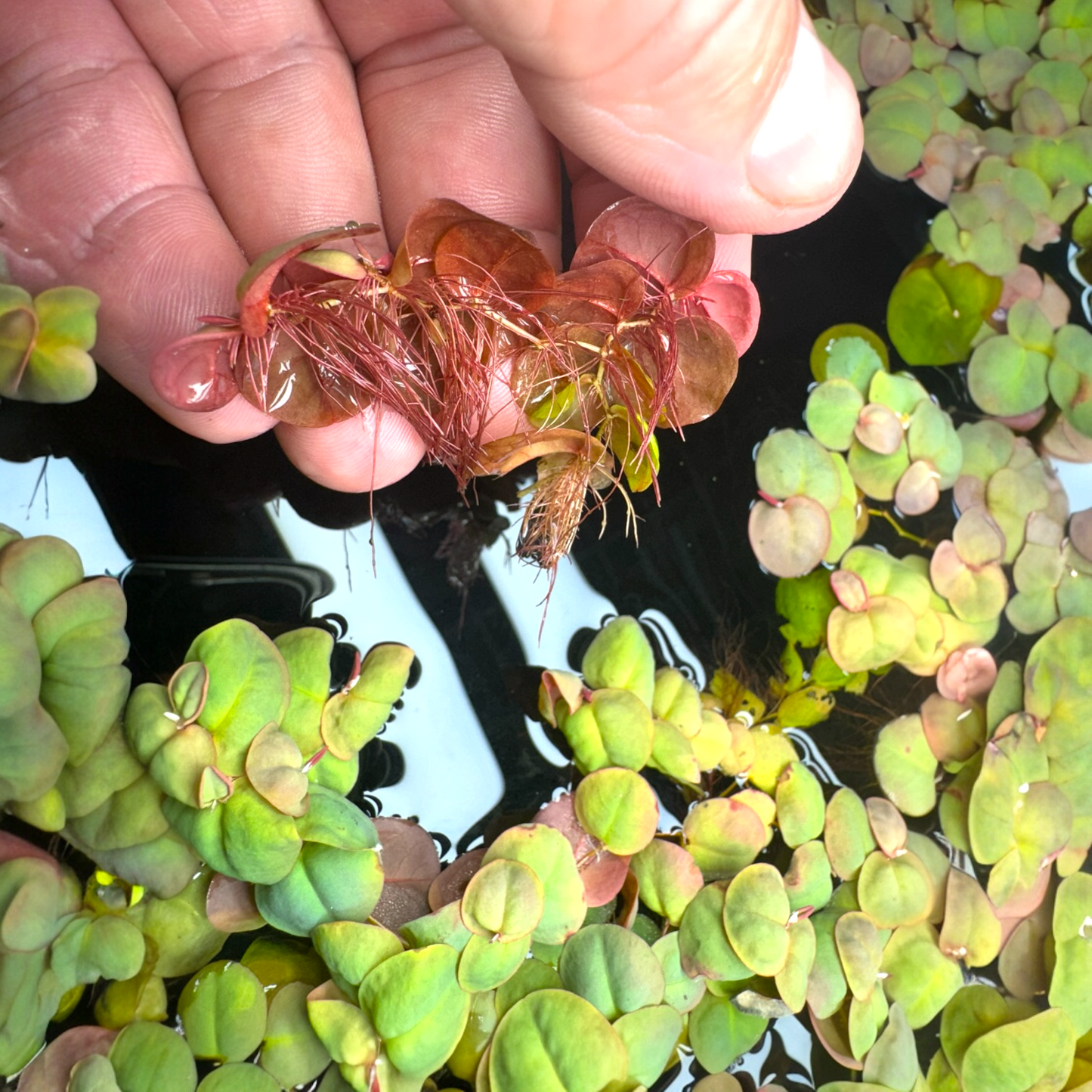 Red Root Floater with vibrant red roots shown in hand above an aquarium covered in floating plants.