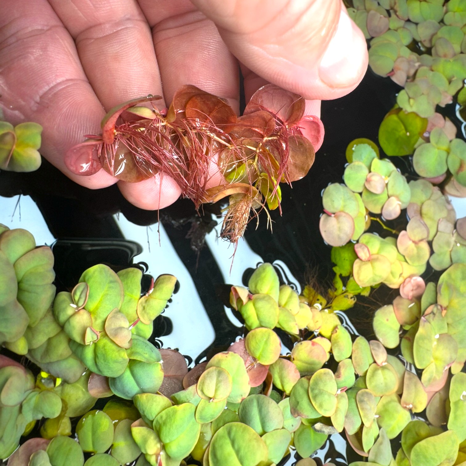 Red Root Floater with vibrant red roots shown in hand above an aquarium covered in floating plants.