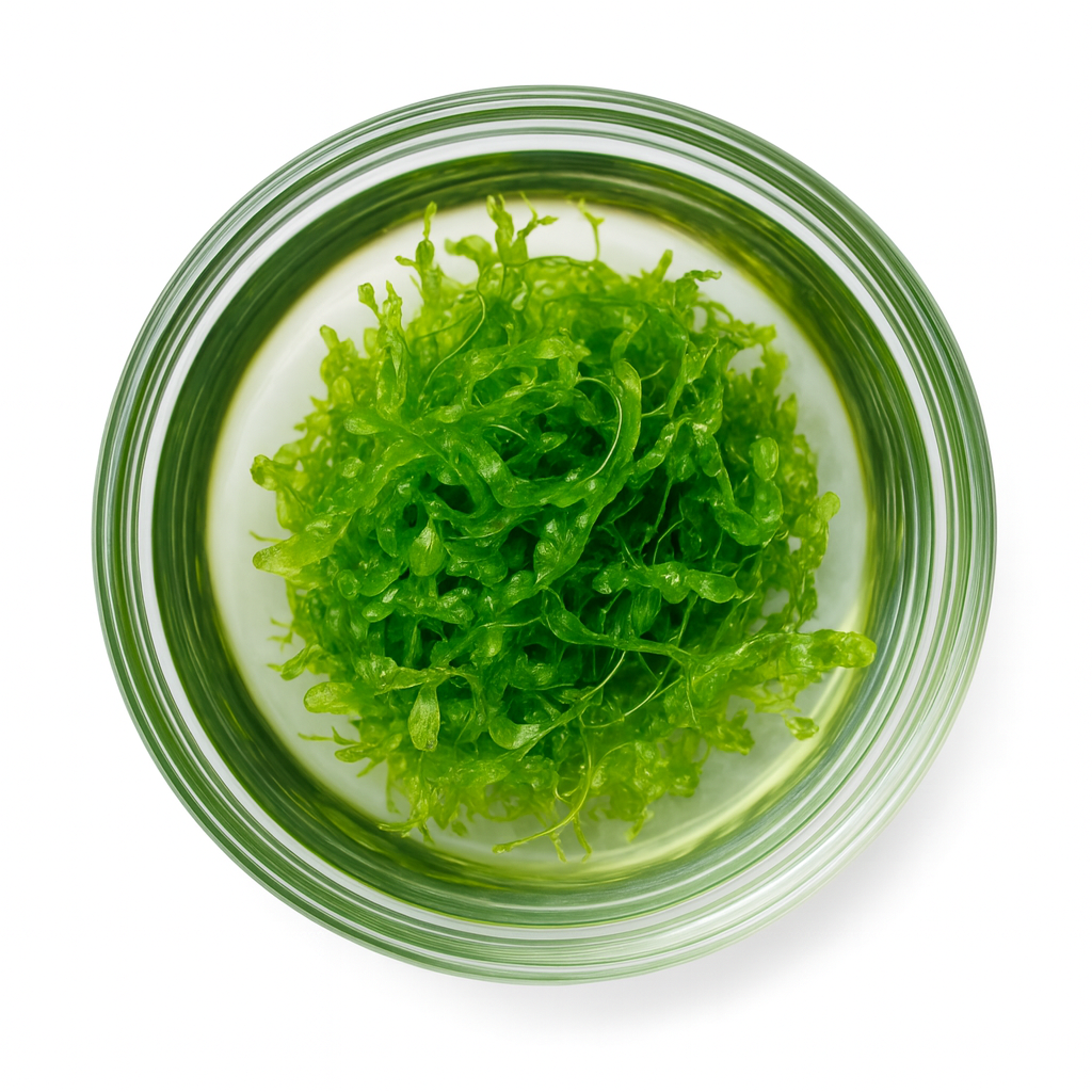 Top-down view of a bright green clump of Subwassertang (Lomariopsis) sitting in a clear glass bowl filled with water, showcasing its vibrant texture against a clean white background.
