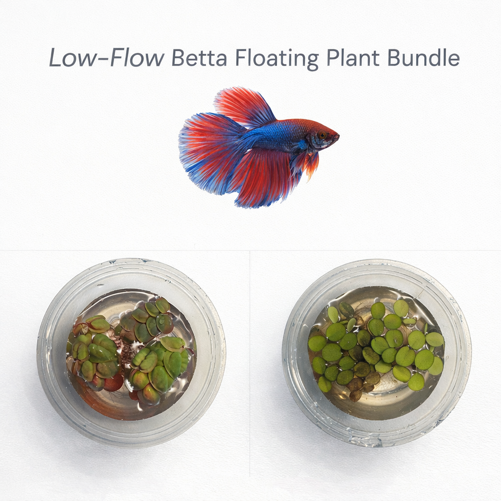  Low-Flow Betta Floating Plant Bundle with Salvinia minima and Red Root Floaters in two cups, plus a colorful betta fish on a white background.