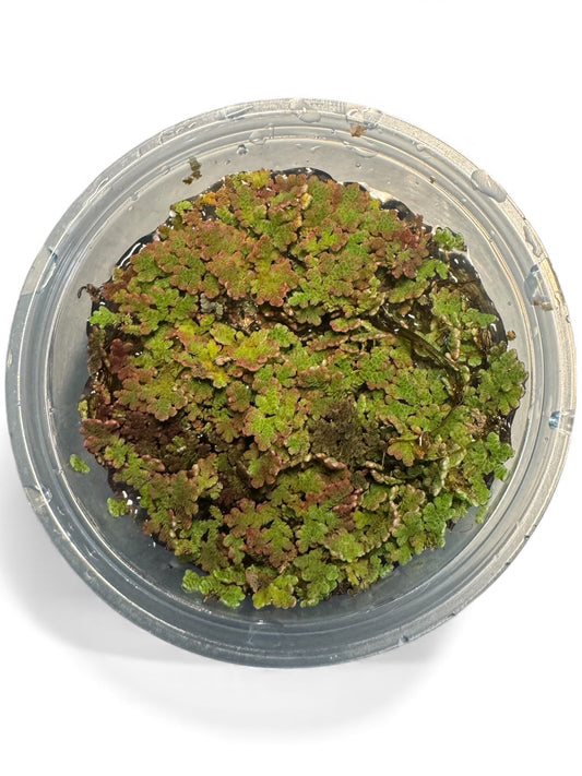 Azolla Fairy Moss – Easy Floating Plant