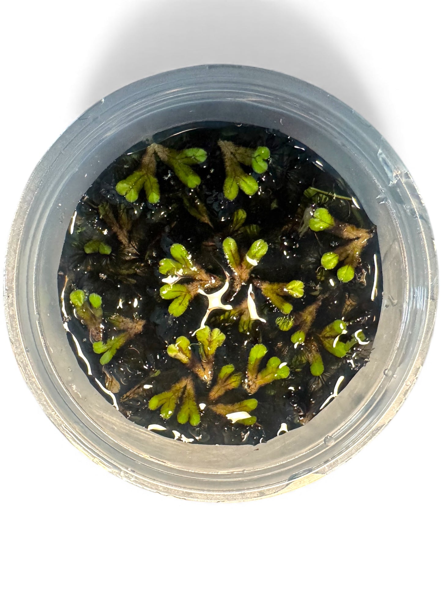 Purple Fringed Riccia (Ricciocarpos natans) – Floating Plant Nano Tanks