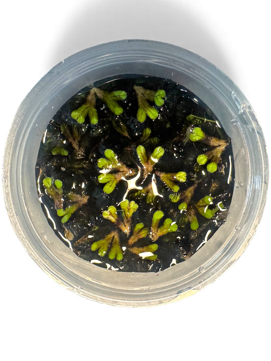 Purple Fringed Riccia (Ricciocarpos natans) – Floating Plant Nano Tanks