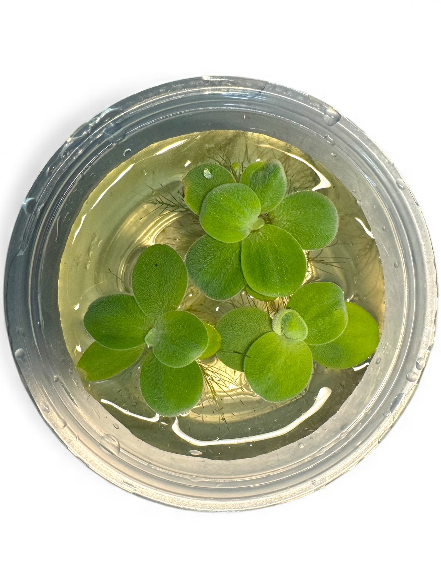 Water Lettuce Floating Plant 3 Pack