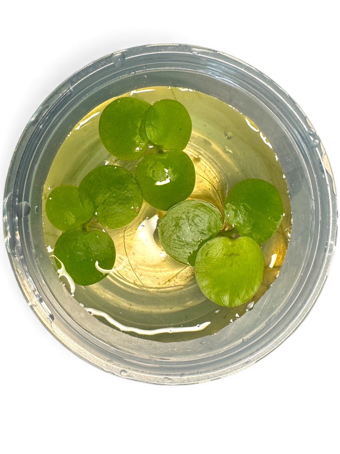Frogbit 3 Pack Aquarium Floating Plants