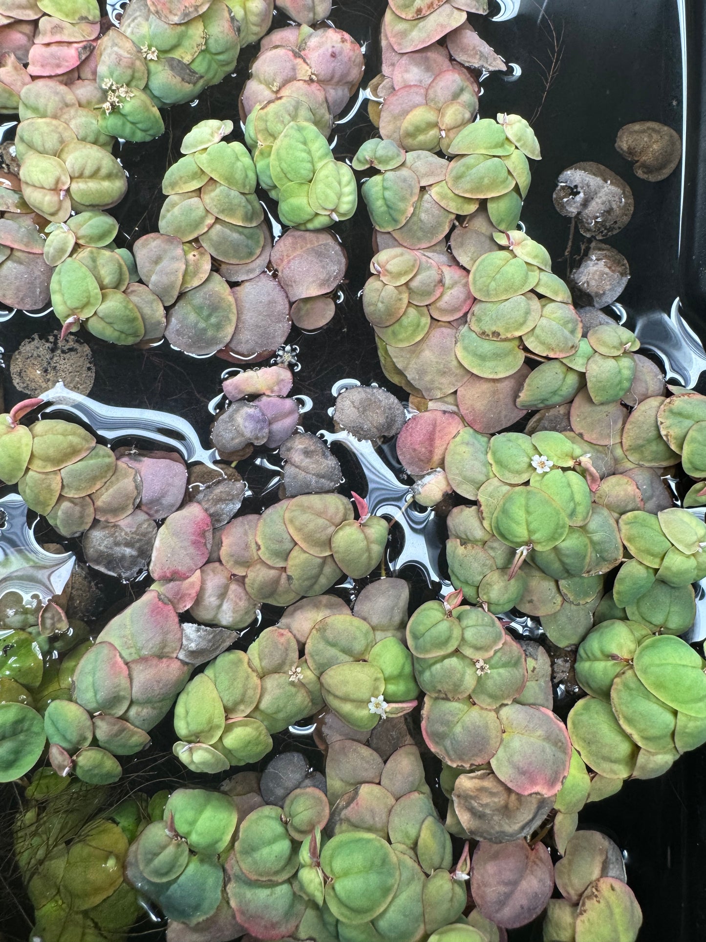 Red Root Floaters - Most Popular Betta Plant