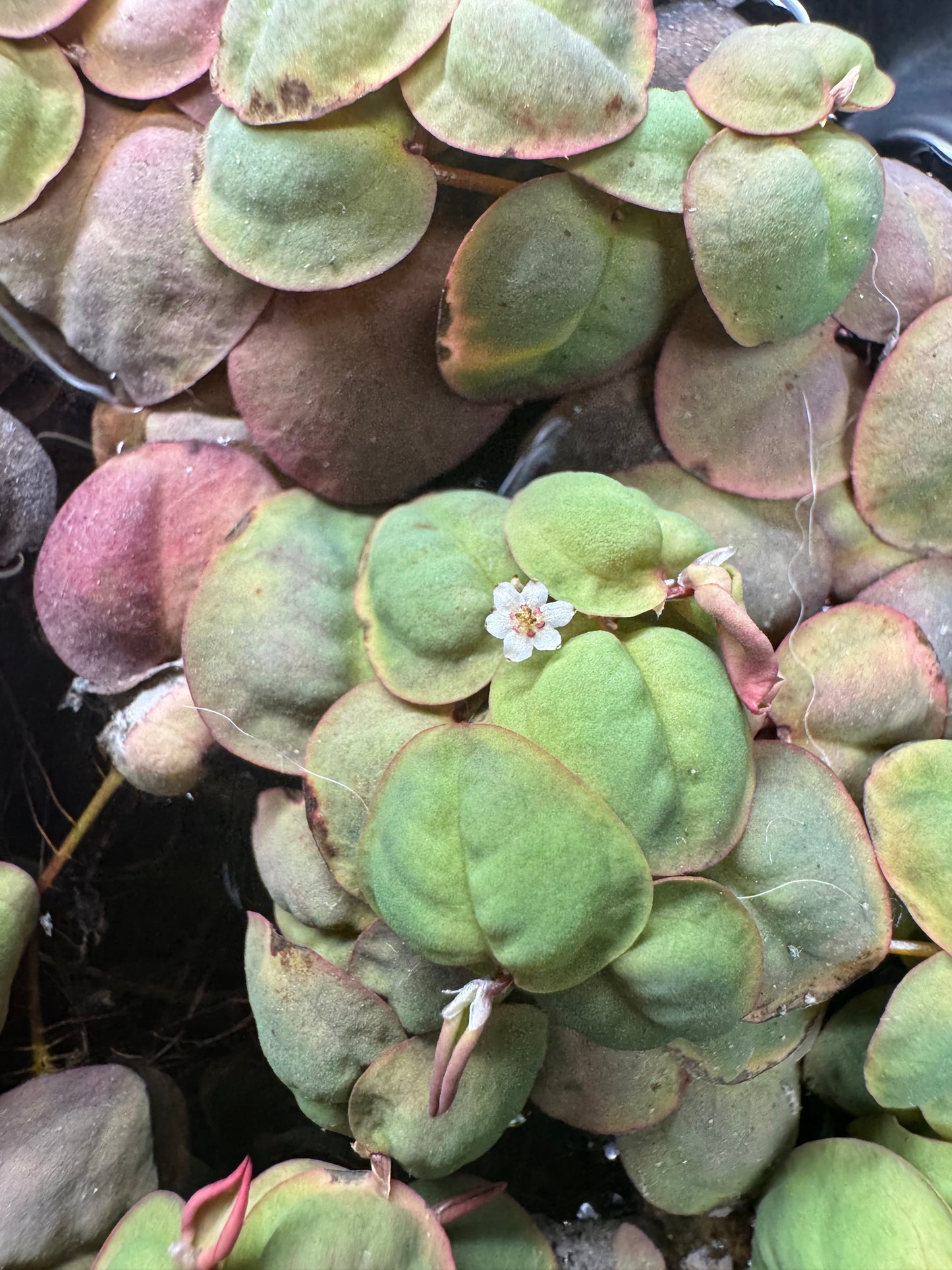 Red Root Floaters - Most Popular Betta Plant