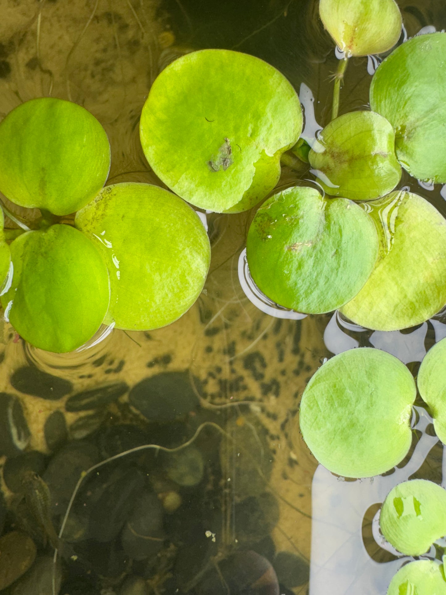 Frogbit 3 Pack Aquarium Floating Plants