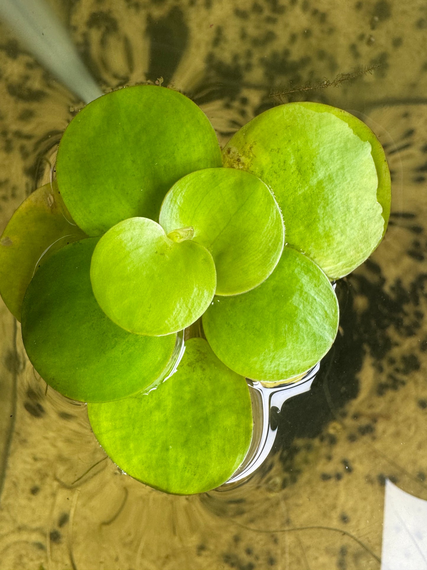 Frogbit 3 Pack Aquarium Floating Plants