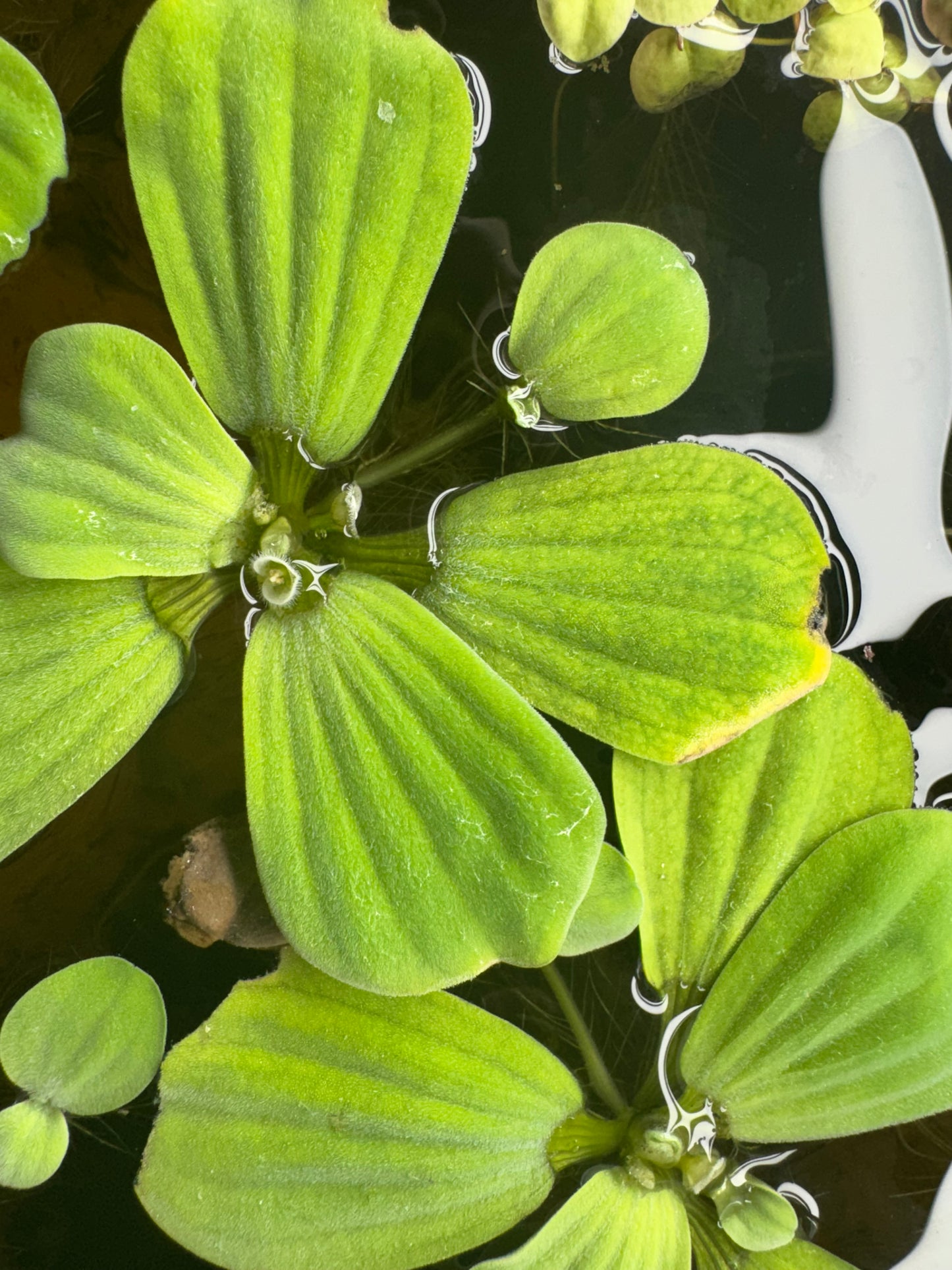 Water Lettuce Floating Plant 3 Pack