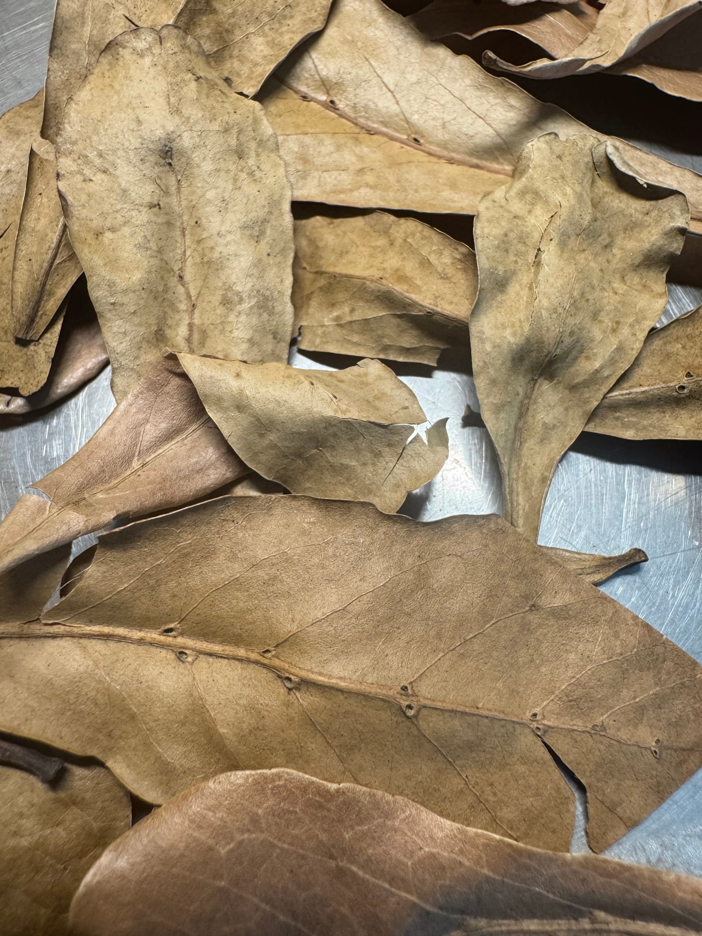 Betta Botanical Bundle – Natural Botanicals for Betta Aquariums