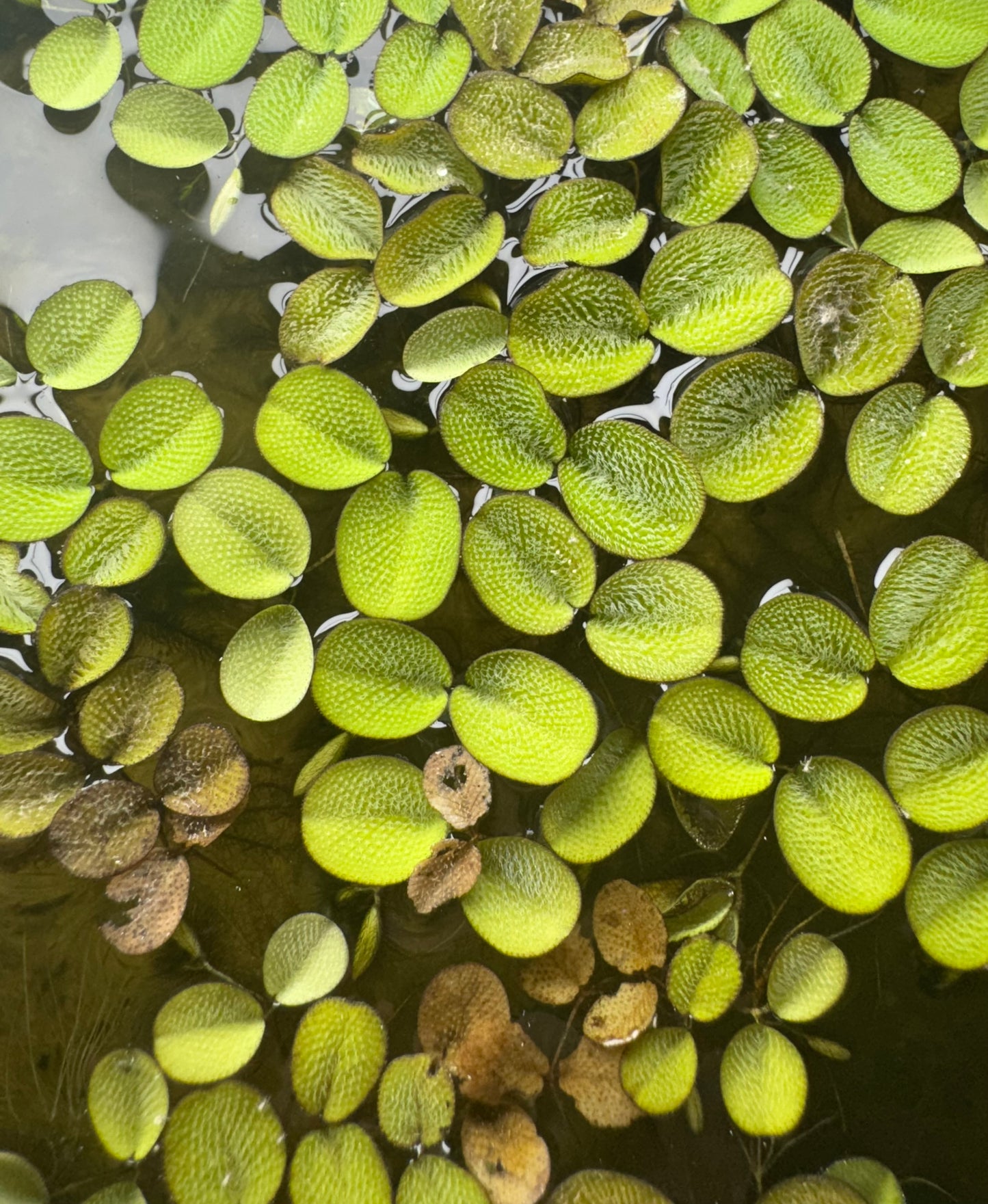 Closeup view, from the top down, of salvinia minima