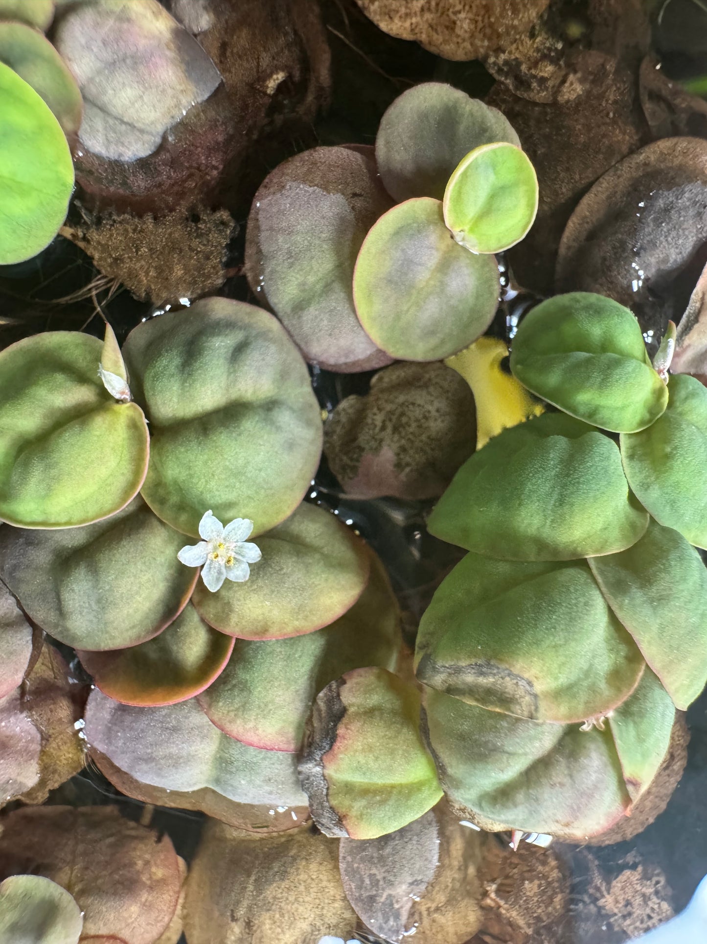 Closeup of red root floter in an aquarium
