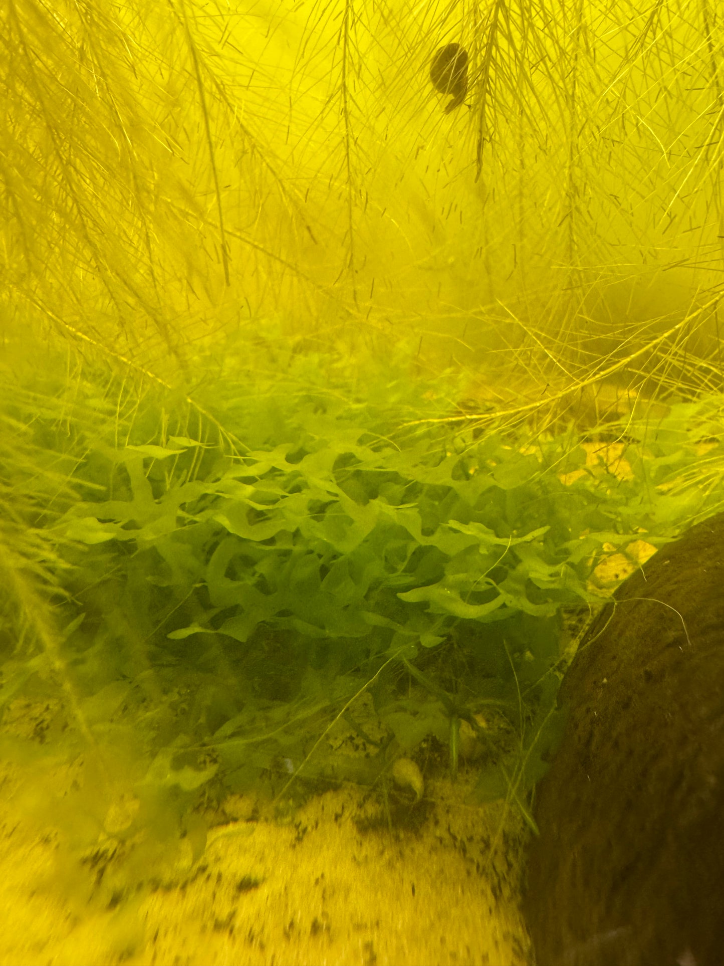 Subwassertang Moss Round Pellia Loma Fern