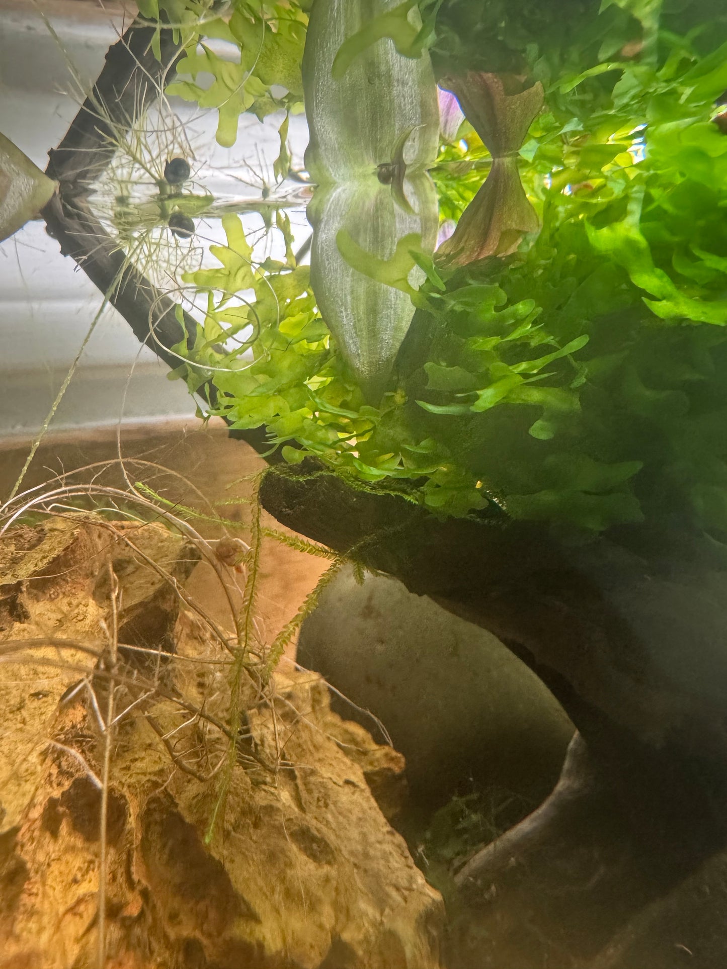 Subwassertang Moss Round Pellia Loma Fern