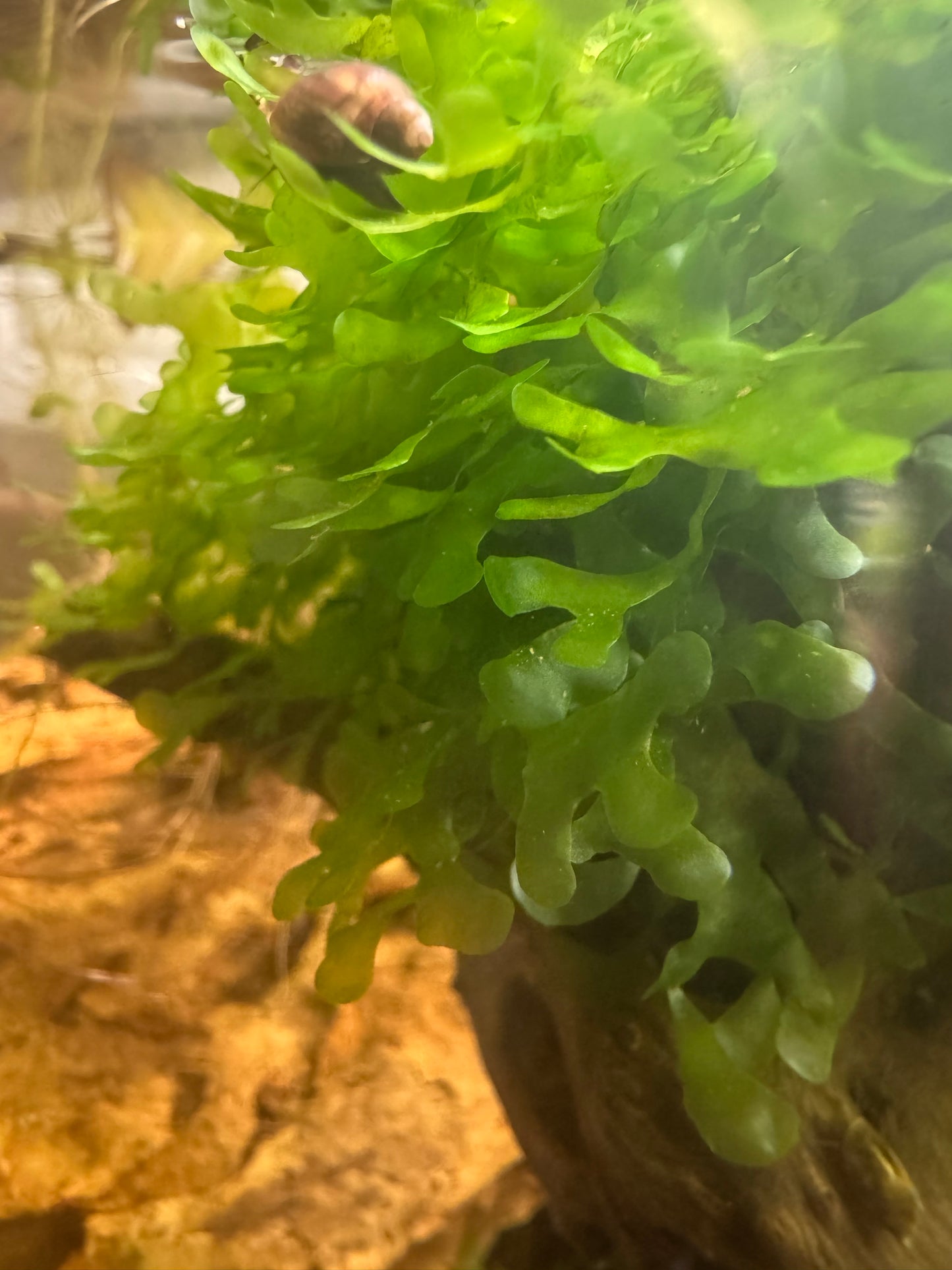 Subwassertang Moss Round Pellia Loma Fern