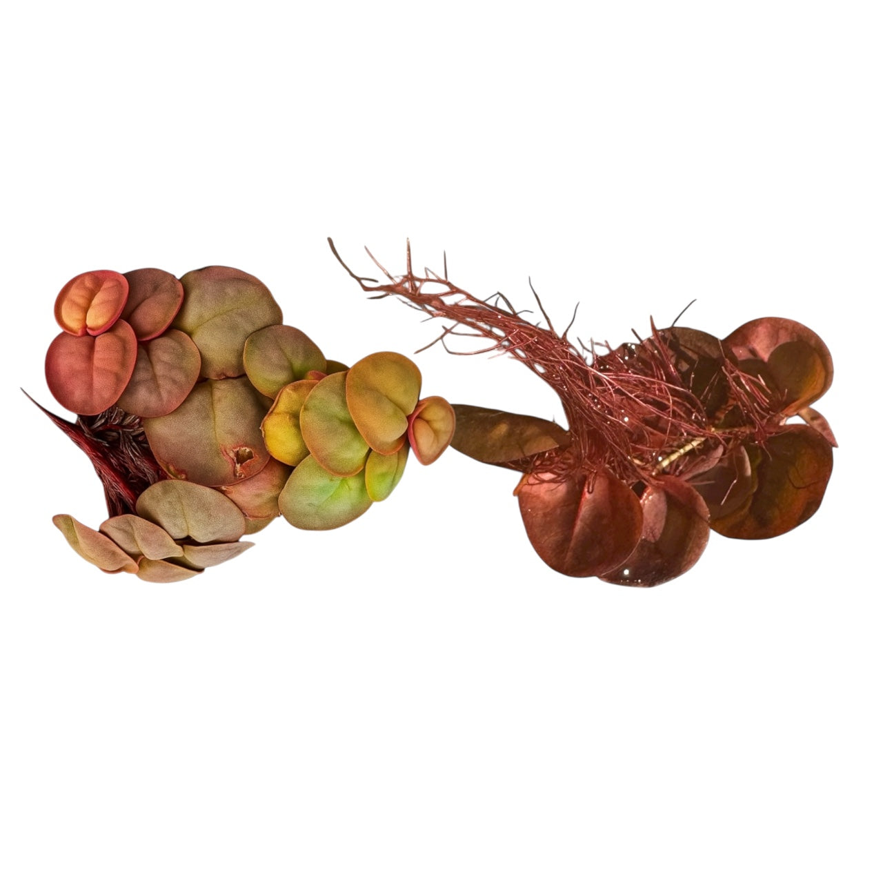 Red Root Floater (Phyllanthus fluitans) with bright red roots and round floating leaves, ideal floating plant for betta aquariums.