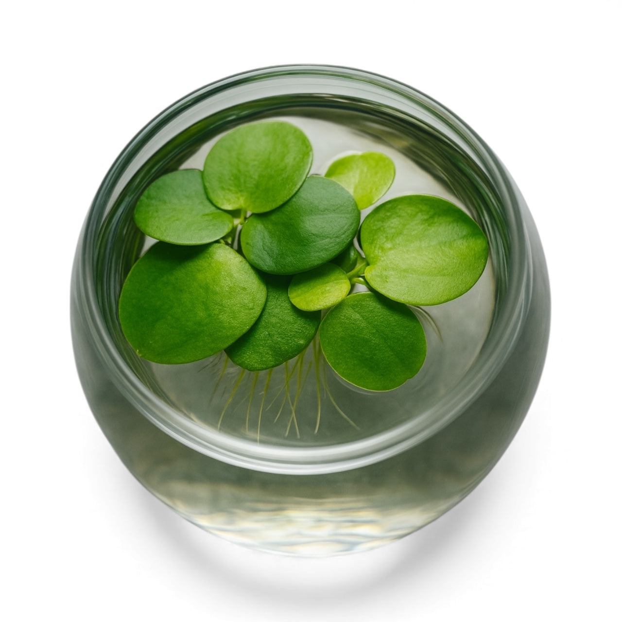 Frogbit 3 Pack Aquarium Floating Plants