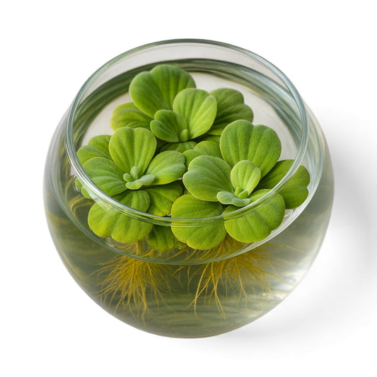 Water lettuce floating plant displayed in a glass bowl, showing bright green leaves and long roots below the surface.