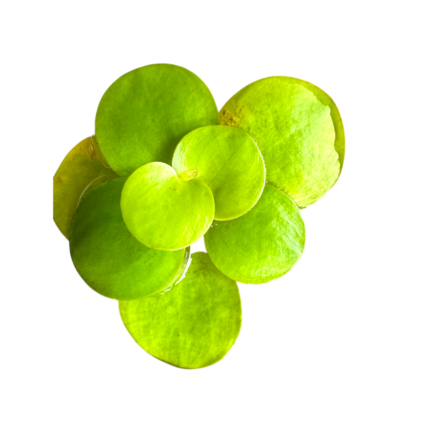 Frogbit 3 Pack Aquarium Floating Plants