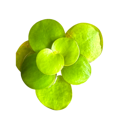 Frogbit 3 Pack Aquarium Floating Plants