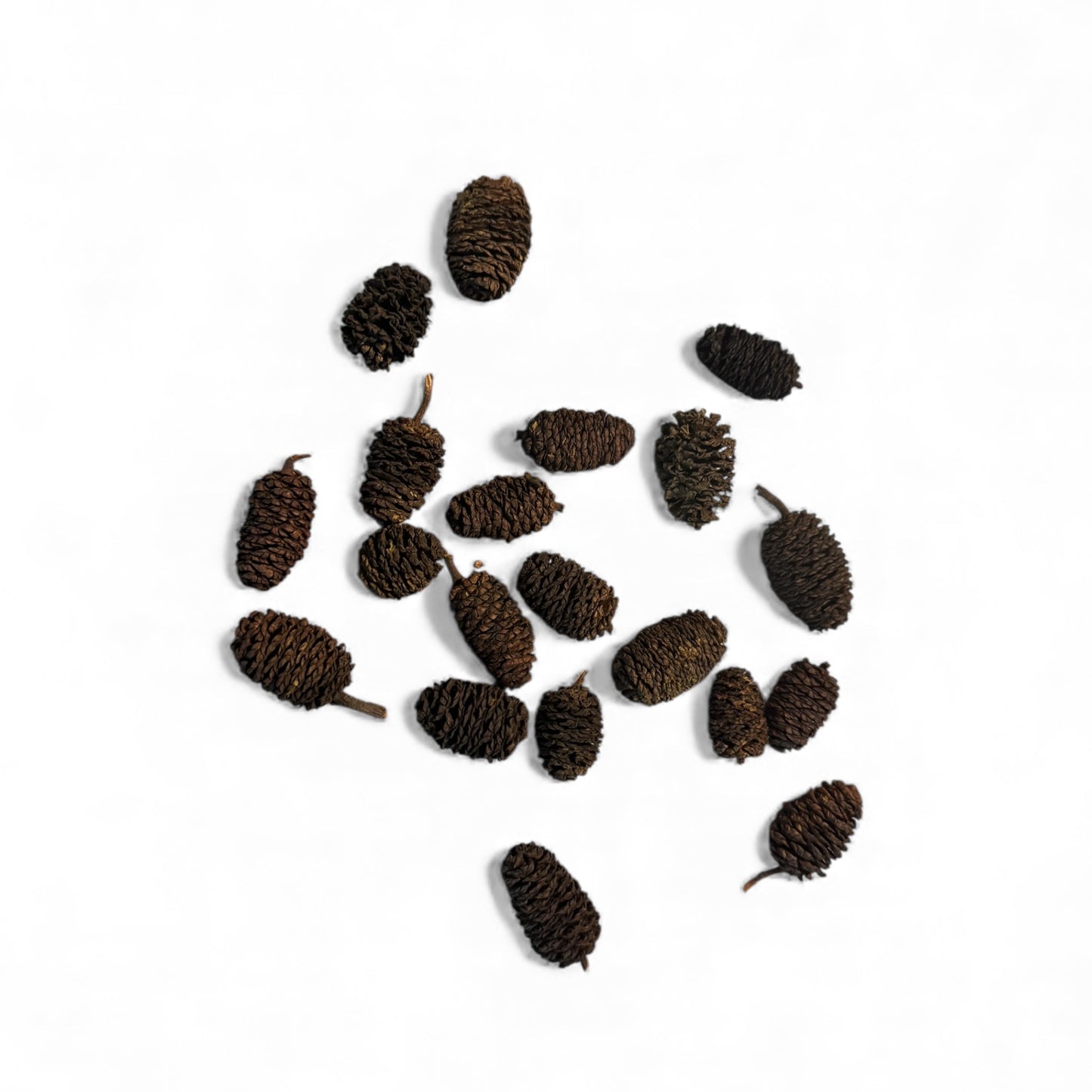 Alder Cones 25 Pack