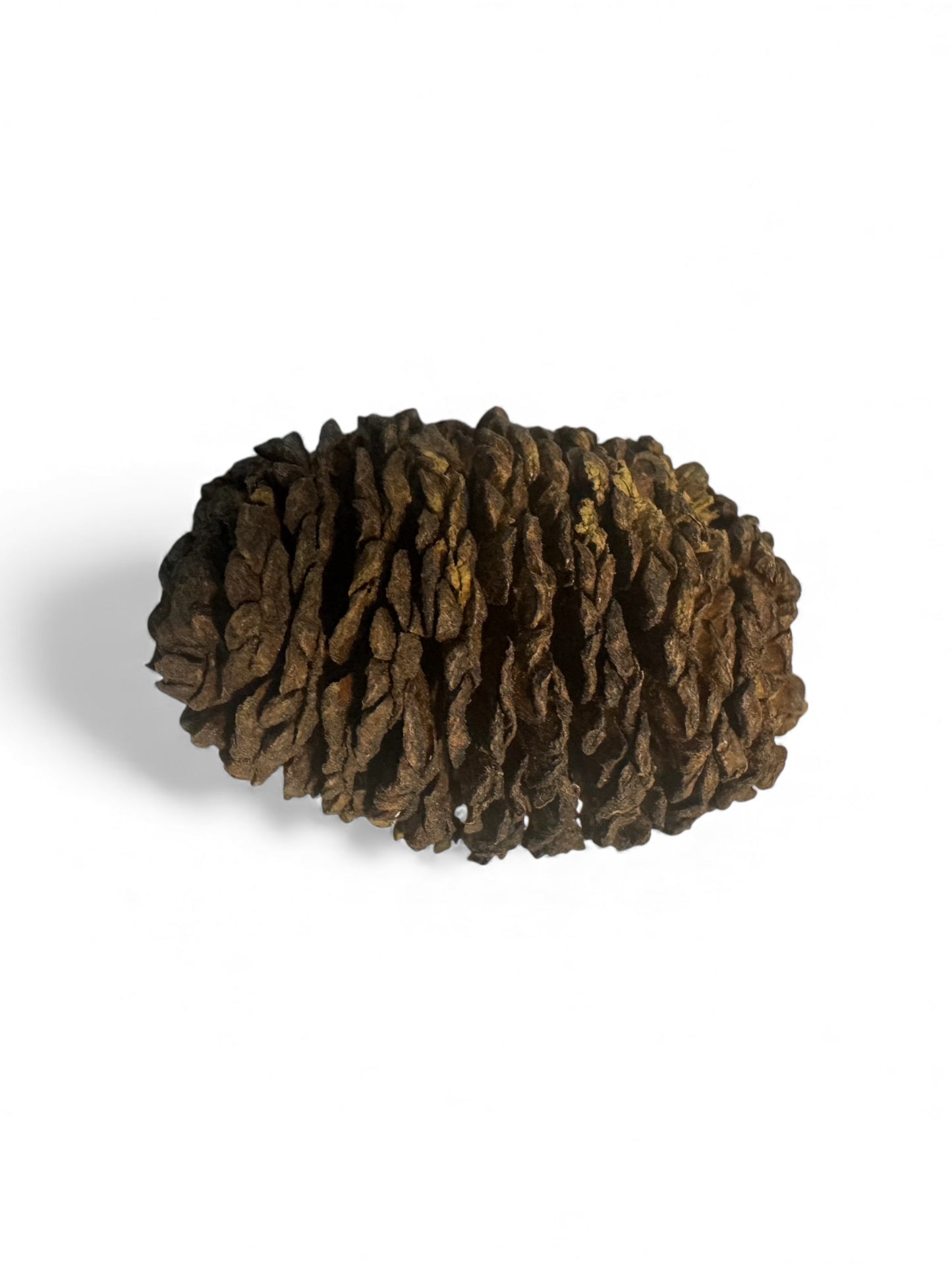 Alder Cones 25 Pack