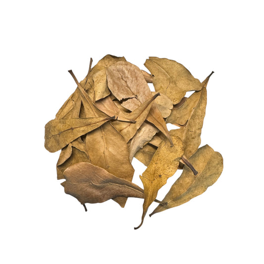 Indian Almond Leaves for Nano Tanks