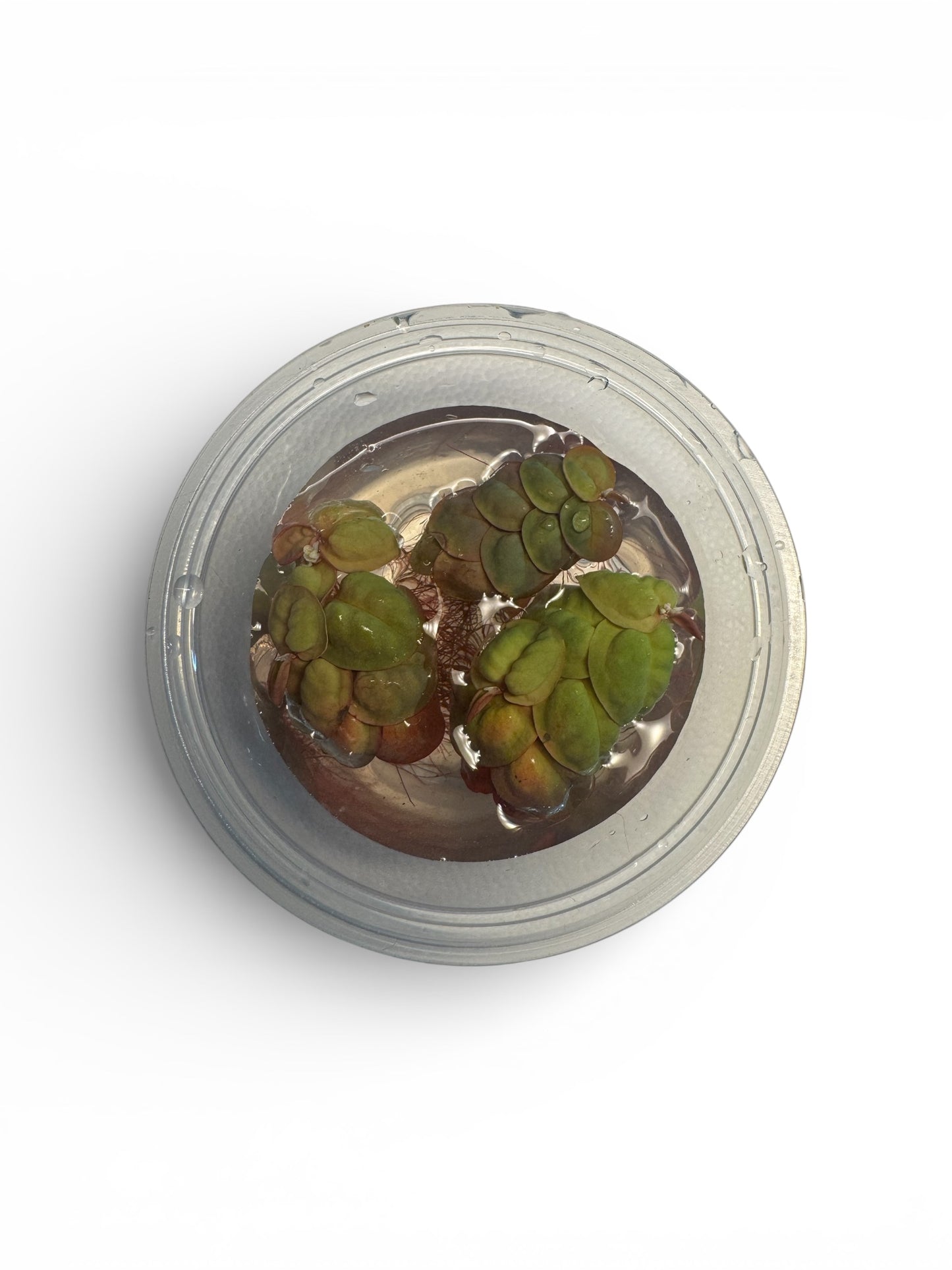  Red Root Floaters (Phyllanthus fluitans) portion in a clear cup, top view, showing green leaves with reddish undersides and roots.