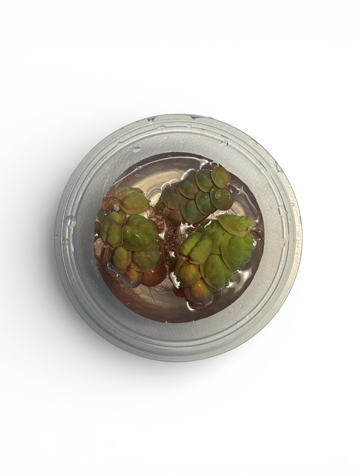  Red Root Floaters (Phyllanthus fluitans) portion in a clear cup, top view, showing green leaves with reddish undersides and roots.