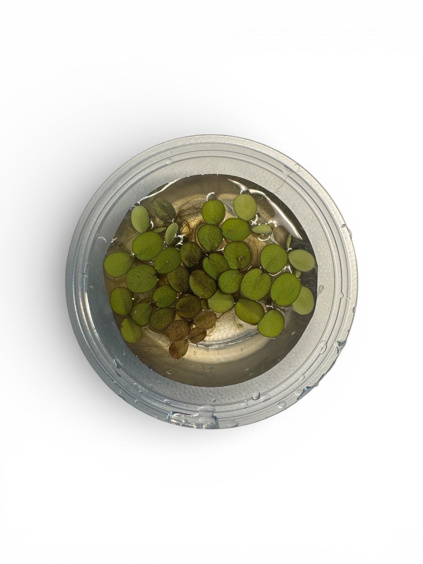Salvinia minima floating plant portion in a clear cup, top view, showing small round green leaves on the water surface.