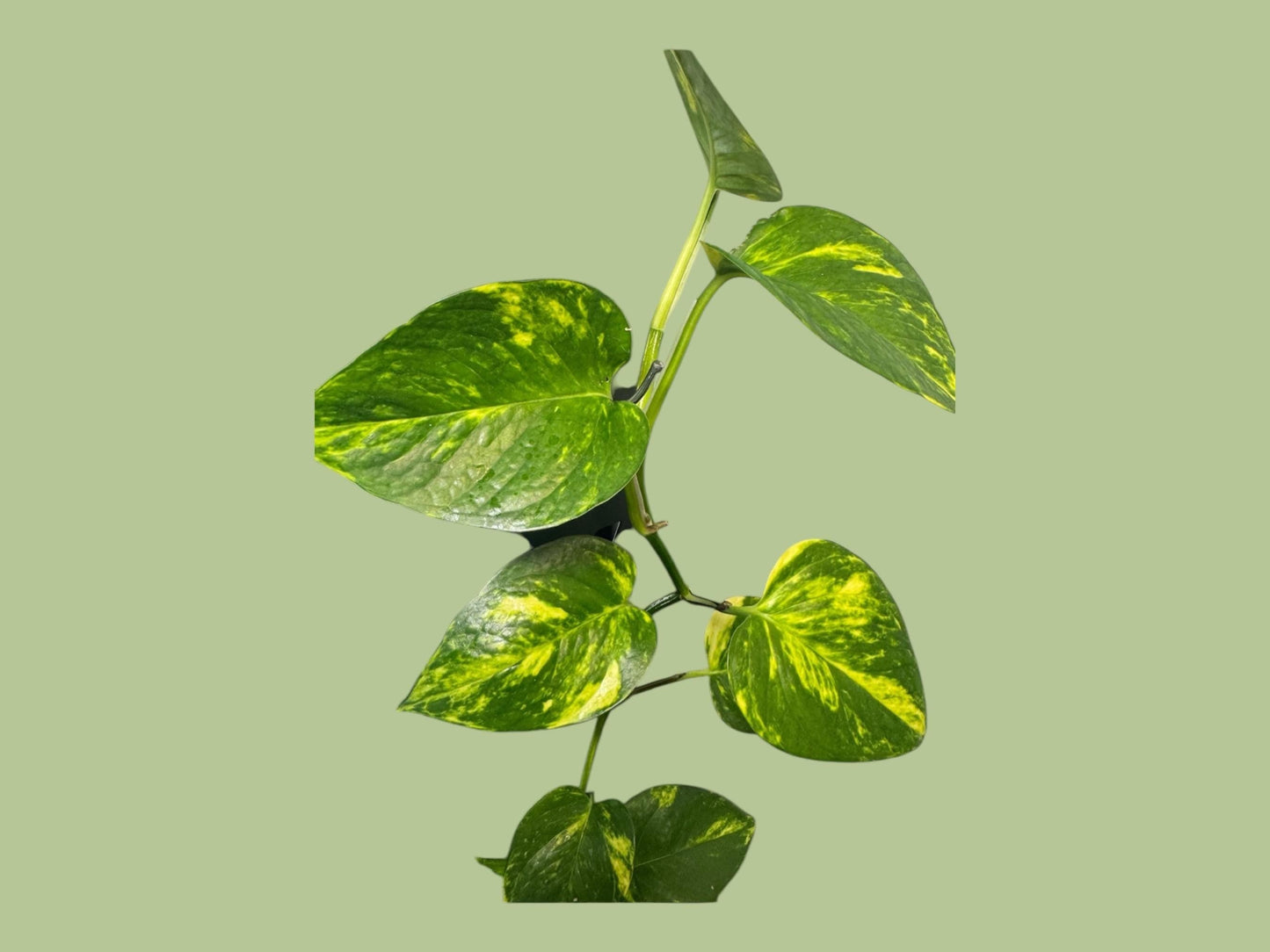 pothos cutting