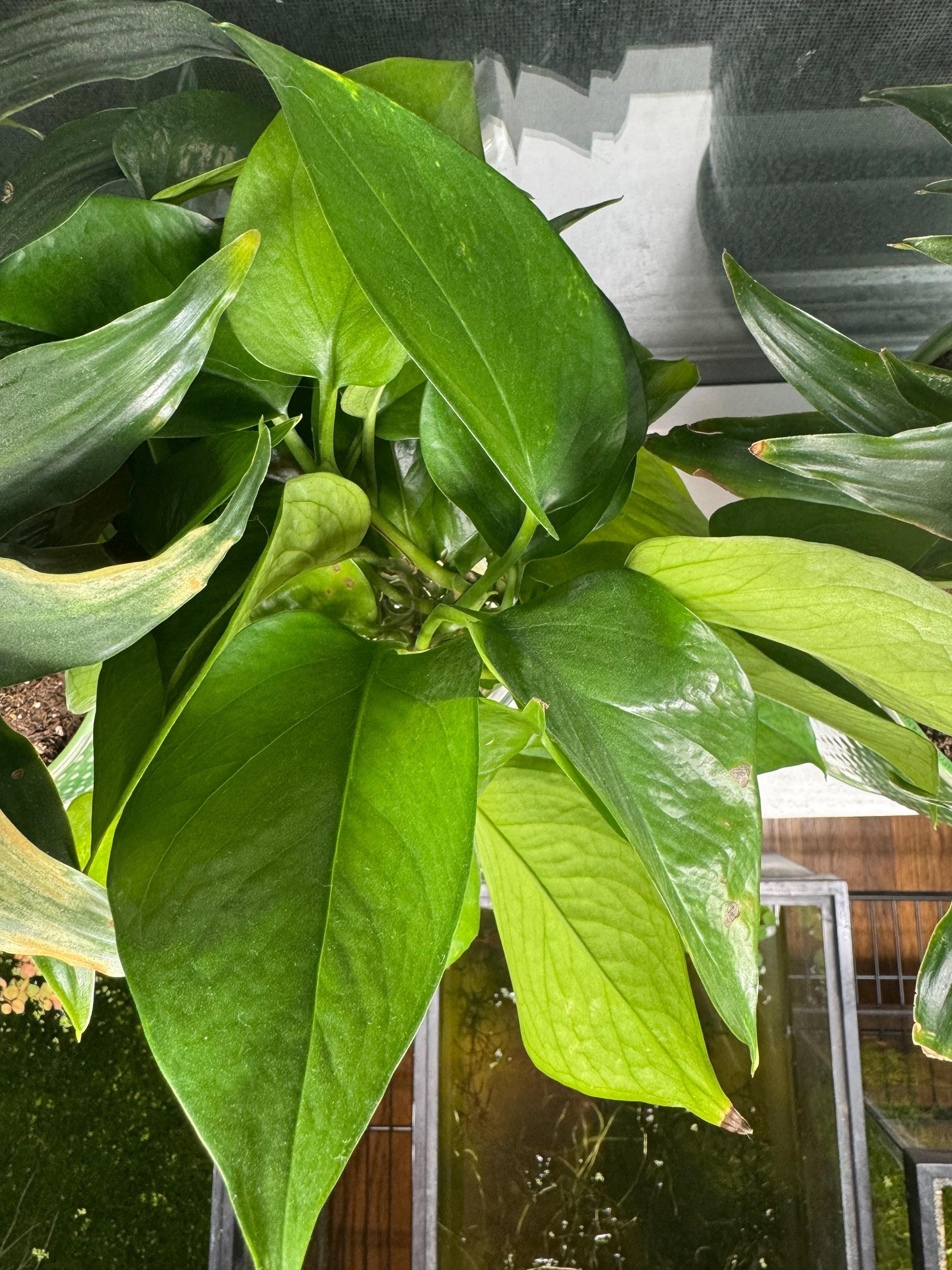 Pothos Cutting 1-2 Nodes with 2-4 Leaves and Is Rooting