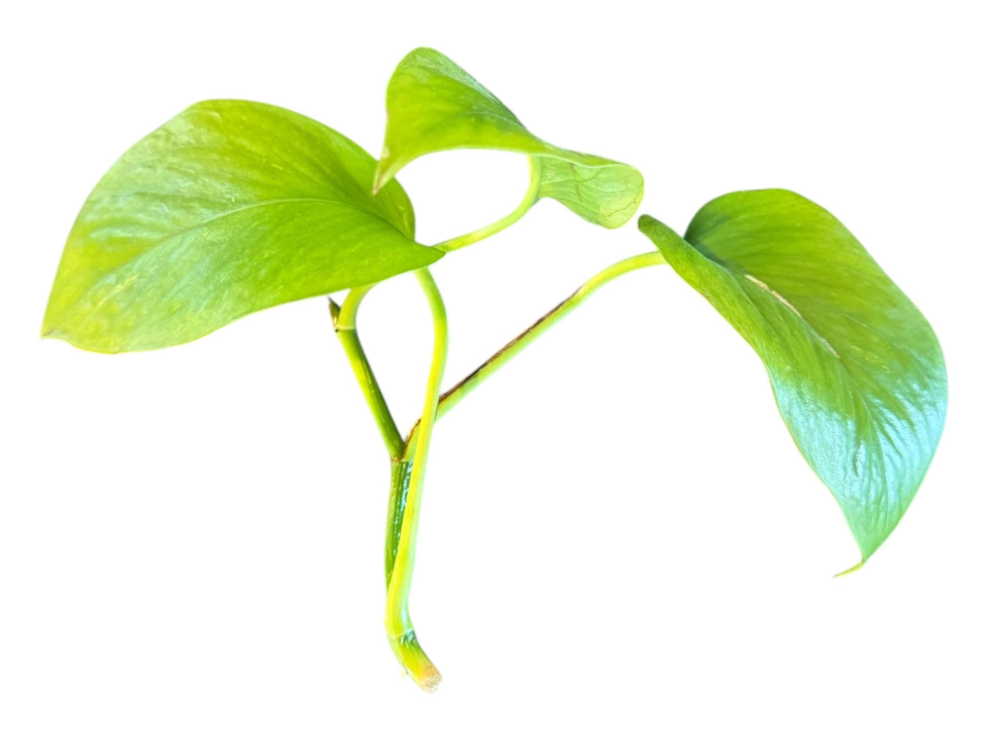 Pothos Cutting 1-2 Nodes with 2-4 Leaves and Is Rooting